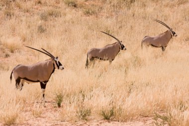 Üç gemsbok oryx antilop kgalagadi içinde
