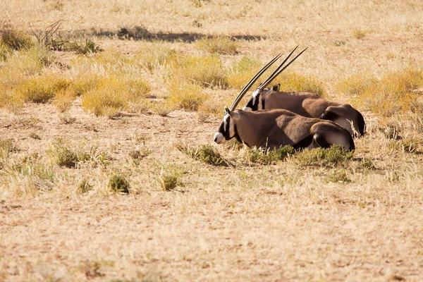 Twee oryx liggen in de woestijn kgalagadi — Stockfoto