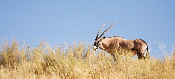 Antílope Gemsbok pastando en el Kalahari — Foto de Stock