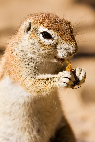 Watchful terra esquilo comendo — Fotografia de Stock