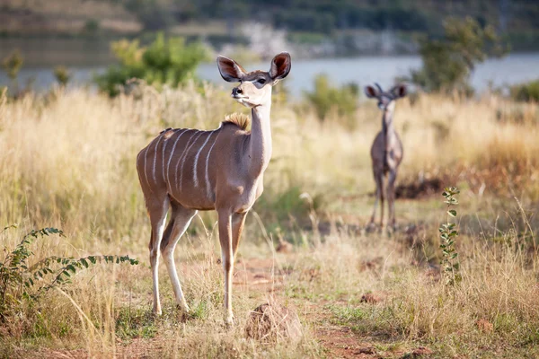 Due kudus allerta a piedi nella riserva naturale — Foto Stock
