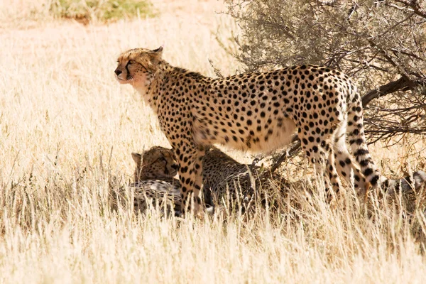 Guepardos en el Kgalagadi, Sudáfrica — Foto de Stock