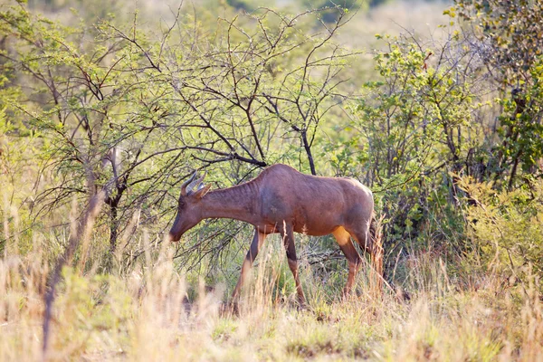 Giovane alcelafo rosso al pascolo nella riserva naturale — Foto Stock