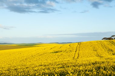 Altın alanlar kanola çiçek çiçeklenme