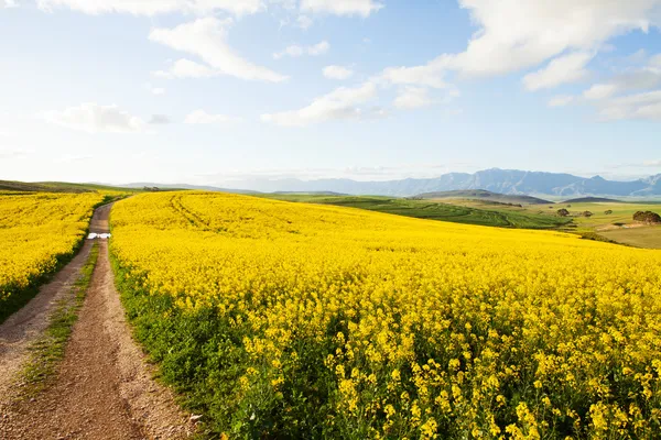 Dirt road on a farm leading away from viewer — Stock Photo, Image