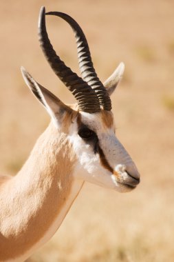 springbok ceylan closeup portresi