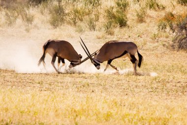 iki gemsbok antilop erkek hakimiyeti için mücadele