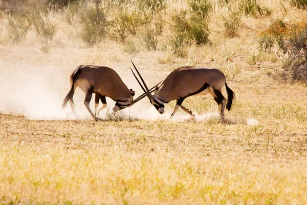 Twee gemsbok antelope mannetjes vechten voor dominantie — Stockfoto