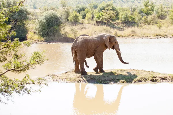 Seekor gajah berdiri di pulau kecil di cagar alam. — Stok Foto