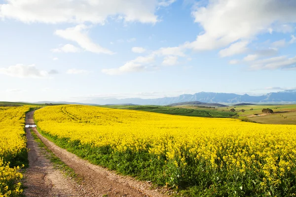 Chemin de terre agricole entre les champs de fleurs de canola jaune — Photo