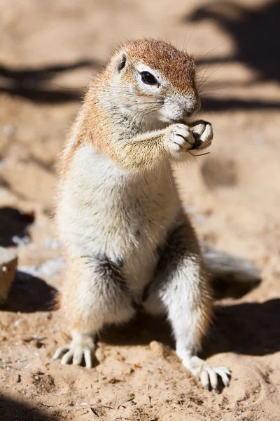 Esquilo em terra comendo — Fotografia de Stock
