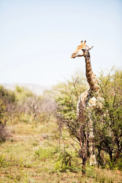 Single giraffe standing between shrubs — Stock Photo, Image