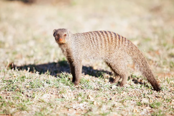 Mongoose banhado na reserva natural na África do Sul — Fotografia de Stock