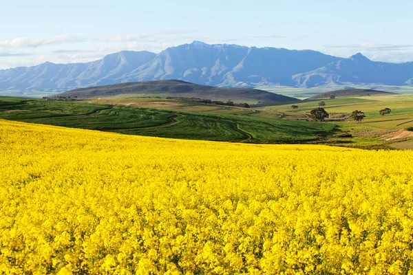 Landwirtschaftliche Flächen mit Blick auf schneebedecktes Gebirge — Stockfoto