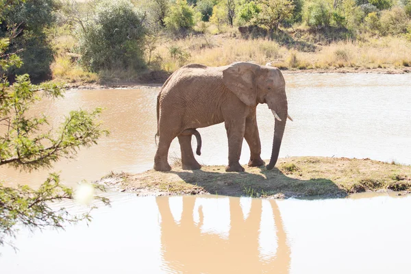 Gajah muda berdiri di pulau kecil — Stok Foto