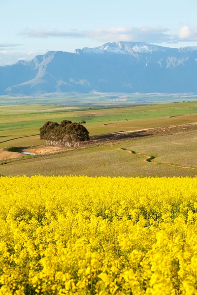 Cordillera nevada con vistas a campos de canola amarillos —  Fotos de Stock