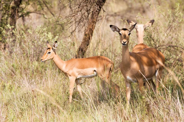 Drie jonge impalas grazen — Stockfoto