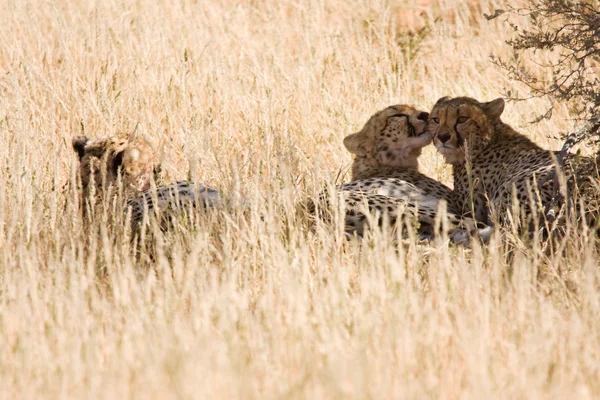 Cheetahs resting in the shadows after eating — Stock Photo, Image