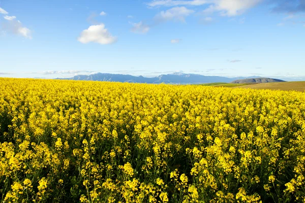 Champs de fleurs de canola jaune — Photo