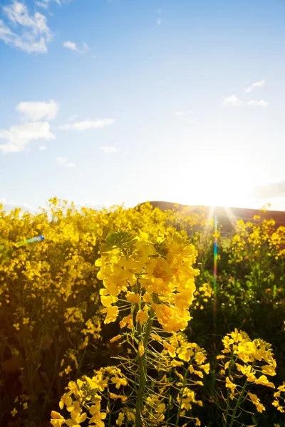 Flores amarillas de canola contra el sol poniente —  Fotos de Stock