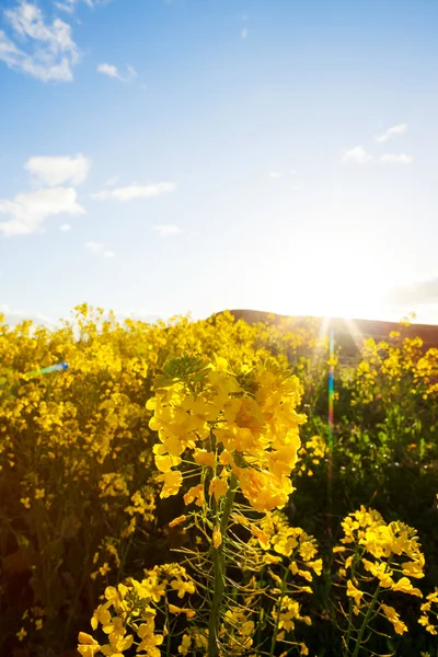 Żółty rzepak kwiaty przeciw wystawiające słońce — Zdjęcie stockowe