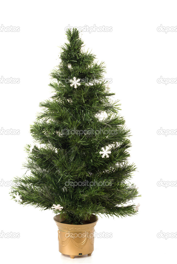 Undecorated Christmas tree