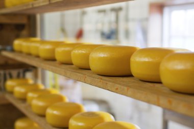 satır peynir fabrikasında olgunlaşması