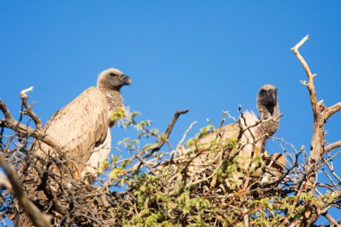bir ağacın altında oturup iki akbaba
