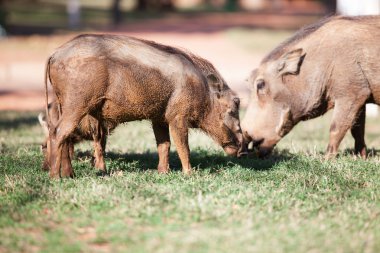 çamur otla besleme kapalı warthogs