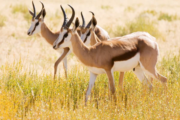 Tres jóvenes Springbok en el desierto de Kalahari — Foto de Stock
