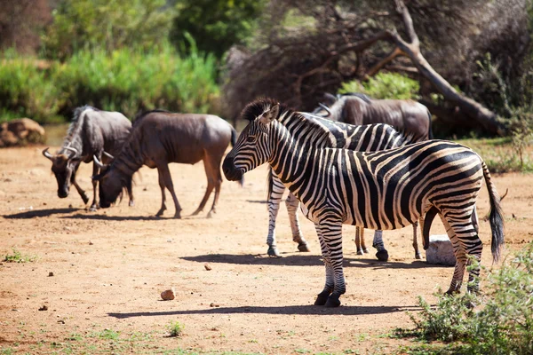 Zebra and wildebeest grazing near a waterhole — Stock Photo, Image