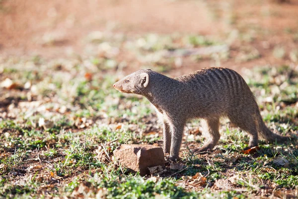 Banded mongoose in late afternoon light — Stock Photo, Image