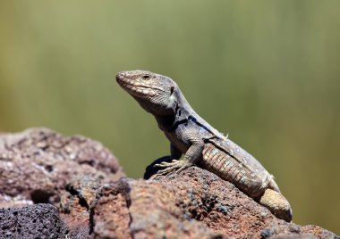 kertenkele, gallotia galloti, tenerife, Kanarya Adaları