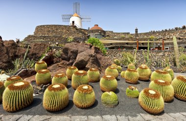 View of cactus garden, jardin de cactus in Guatiza, Lanzarote, Canary Islands clipart