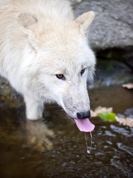白いオオカミ飲料水 ロイヤリティフリーのストック写真