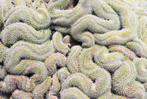 Mammilyaria elongata – Harasztos káposzta, az agy kaktusz, a jardin de cactus Guatiza, Lanzarote — Stock Fotó