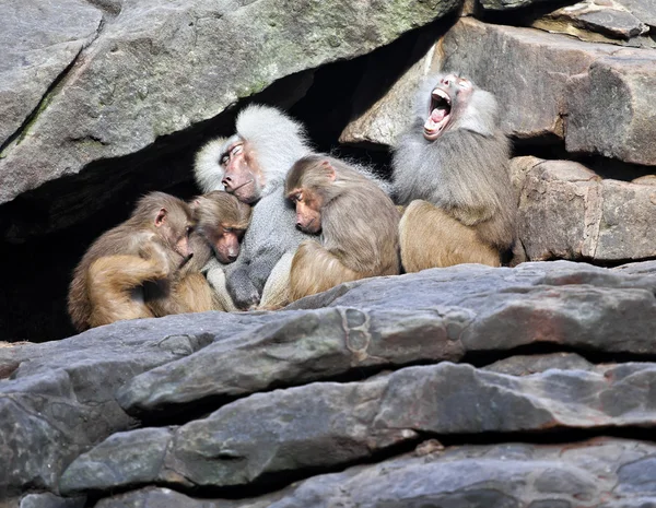 Affenfamilie schläft auf Steinmauer Stockbild