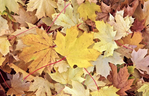 秋の紅葉 ロイヤリティフリーのストック写真