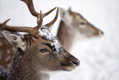 Young male white Tailed Deer in the forest in winter clipart