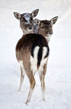 Fallow deer couple in the snow clipart