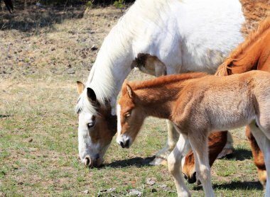 at ve bir tayı otlatmak