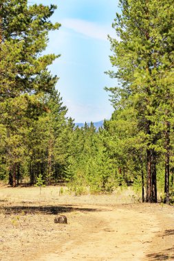 bir çam ormanı ile yolu