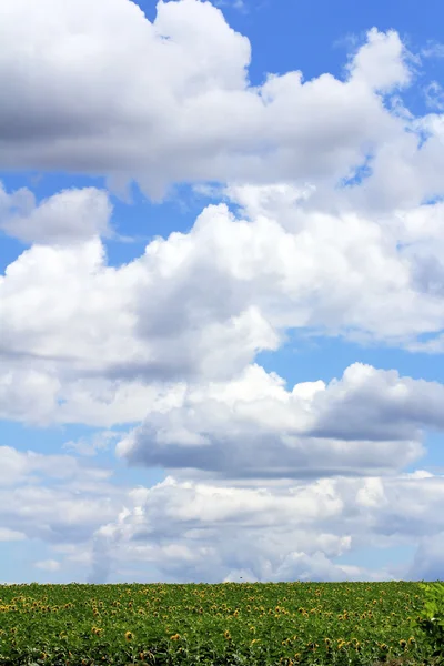 朵朵陆地上空天空 免版税图库图片