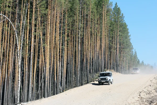 Dusty strada sterrata e pini albero — Foto Stock