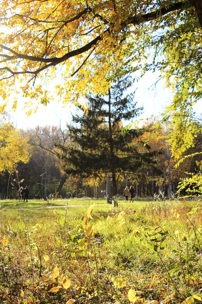 Promenade d'automne parc — Photo