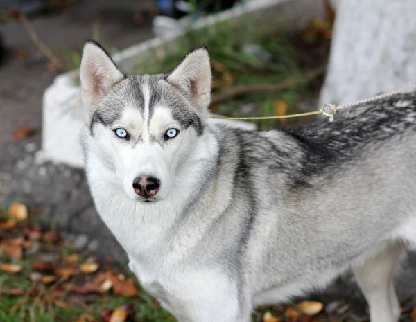 Yeux bleus chien Laika — Photo