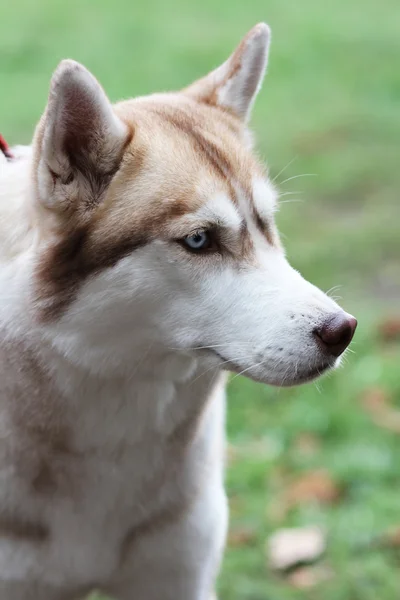 Profil de chien Husky — Photo