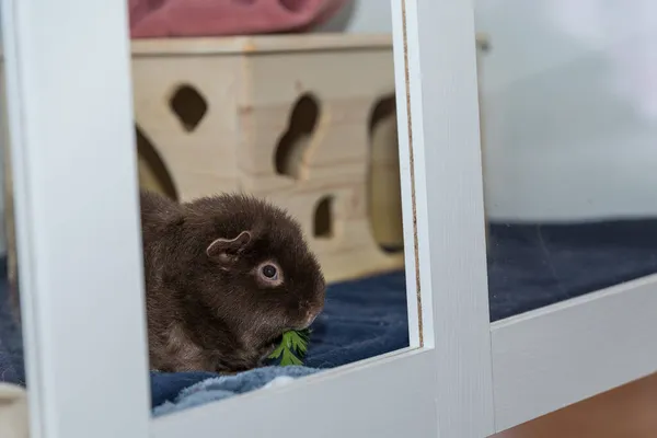 Cavia Die Peterselie Eten Schuilplaats Teddy Cavia — Stockfoto