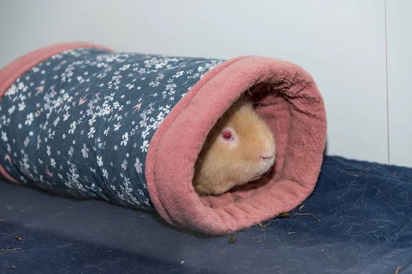 Teddy Cavia Met Rode Ogen Schuilplaats Schuilplaats Huisdier — Stockfoto