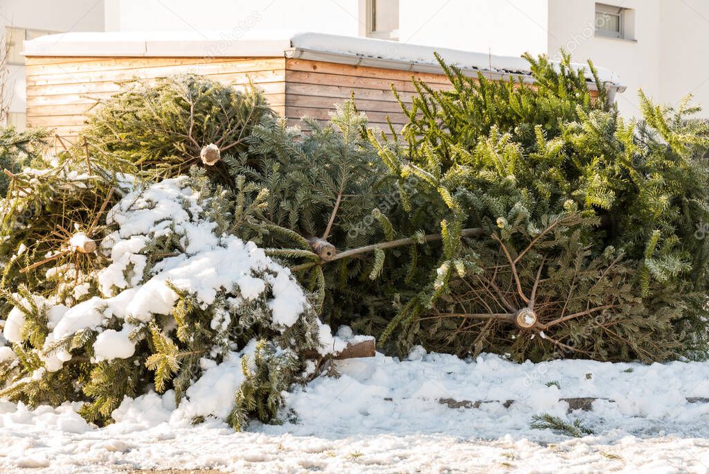 Christmas tree collection point - disposal of Christmas trees on January 6th or Maria Candlemas